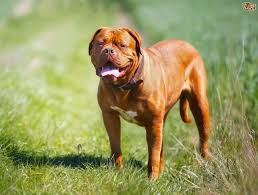 Although quite heavy, they are athletic dogs capable of covering a lot of ground when needed. Dogue De Bordeaux Hereditary Health And Longevity Pets4homes