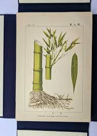 This bamboo has a very unique look and form. Illustrations Of The Japanese Species Of Bamboo By Isuke Tsuboi Very Good Hardcover 1916 Second Edition Book Merchant Jenkins Anzaab Ilab