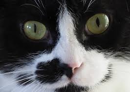 Image result for tbn:XlKqJDikDsTDFM::i132.photobucket.com/albums/q36/queen-elarab/cats/22.jpg