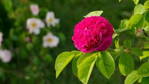 Rosen pflanzen anleitungen tipps garten blumen pflanzen. Rosen Im Topf Pflanzen Und Uberwintern Ndr De Ratgeber Garten Zierpflanzen