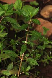 Image result for Alternanthera sessilis