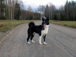 Karelian Bear Dog Best Dog Ever Bear Dog Karelian Bear Dog Dog Images