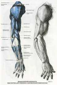 Pin De Berkay Yildirim Em To Do Anatomia Braco Desenho Anatomia Desenho Corpo Humano