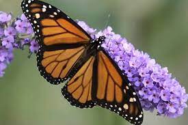 Attract bees and butterflies to your garden. Bees And Butterflies Are Dying Because Of Climate Change Here S How You Can Help Canada S National Observer News Analysis
