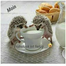 Notitle Guten Morgen Guten Morgen Notitle Hedgehog Coffee Presentation Cute Cups