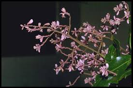 Image result for Rhynchosia micrantha