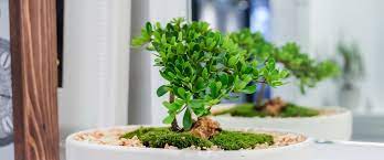 Giftblooms offers the wide range of beautiful bonsai plants for sale.send bonsai plants to new jersey usa online from the great collection as a birthday gift or anniversary gift or for any special day celebration. Bonsai Tropical Plants Gifts New Jersey Flower Delivery New Jersey Blooms