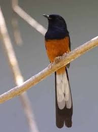 Suwadi, umur sekitar 11 bulan, bisa dilihat pada. Daftar Harga Burung Murai Terbaru September 2020 Lengkap