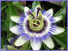 Passion Flower Bloom Explored Passion Flower Flowers Bloom