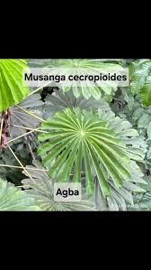 Image result for Musanga