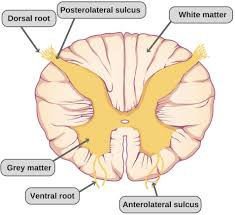 This backbone network diagram sample is created using conceptdraw diagram diagramming and vector drawing software enhanced with computer & networks solution from conceptdraw solution park. What Is The Spinal Cord What Is Its Anatomy And Function