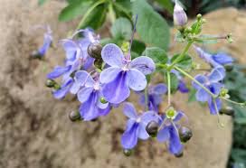 Image result for Clerodendrum buchneri