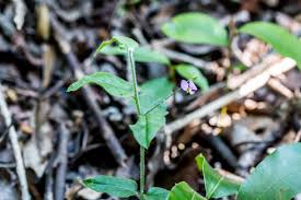 Image result for Psoralea glabra