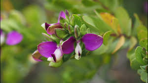 Image result for Polygala stenopetala