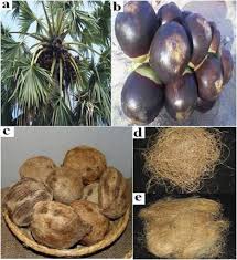 Image result for Borassus