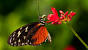Butterfly Wallpaper