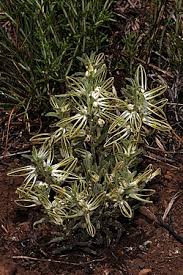 Image result for Ceropegia circinata