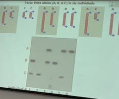 A forensic technique used to identify individuals based on their dna. The Process Of Dna Fingerprinting Was Invented By Quizlet