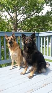 Serious black german shepherds is located in sebago lakes region of western maine. Timber Ridge Farm 221 Simpson Rd Saco Me Pet Training Mapquest