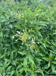 Image result for Clerodendrum incisum