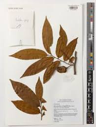 Image result for Hexalobus