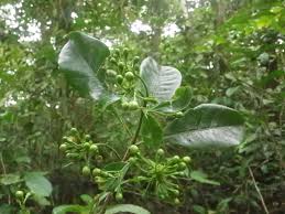 Image result for Petersianthus macrocarpus