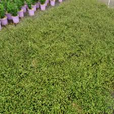 Production locale de jeunes plants d'arbustes dans l'ouest de la france. Couvre Sol Et Grimpante La Muehlenbeckie S Adapte