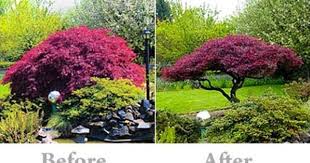 Pruning Your Japanese Maple Japanese Maple Tree Landscape Pruning Japanese Maples Japanese Maple Tree