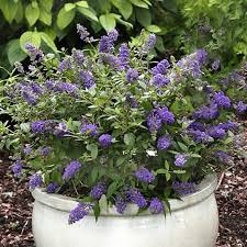 Maybe you would like to learn more about one of these? Buddleja Purple Emperor Shrub Plants For Sale Free Uk Delivery