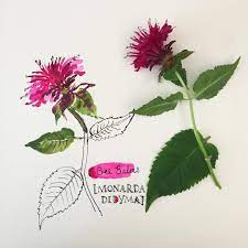Pin On Botanical Illustration