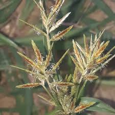 Image result for Cyperus deciduus