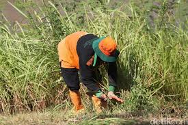 Tukang potong rumput terdekat surabaya, jasa potong rumput surabaya, jasa potong rumput murah surabaya, usaha jasa potong rumput kami penyedia jasa potong rumput/taman, siap melayani anda yang menginginkan halaman, taman, pekarangan yang bersih dan rapi. Mesin Rusak Petugas Upk Badan Air Potong Rumput Menggunakan Arit