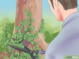 You may need to use a pry bar to separate it from the tree trunk if your hands are not strong enough or you have a lot of area to cover. How To Kill English Ivy 11 Steps With Pictures Wikihow
