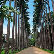 Image result for Roystonea oleracea