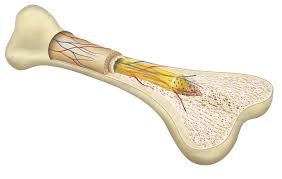 Mengevaluasi produksi sel darah membantu menegakkan… Sumsum Tulang Arieskelanacom