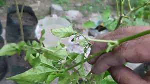 Antara masalah yang sering dihadapi bila menanam pokok cili adalah daunnya akan kelihatan kerinting dan. Cara Merawat Pokok Cili Kerinting Dengan Mudah Youtube