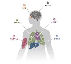 Image result for Hionanthera