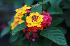 But most of the time, these annual flowers for summer are being grown in containers. 12 Best Annual Flowers For Full Sun