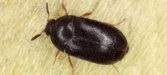 The oriental cockroach is also known as a black beetle. How To Get Rid Of Carpet Beetles For Good Fantastic Services Blog