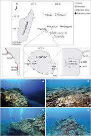 Feirstein, neil frazer, craig r. Diversity Structure And Demography Of Coral Assemblages On Underwater Lava Flows Of Different Ages At Reunion Island And Implications For Ecological Succession Hypotheses Scientific Reports