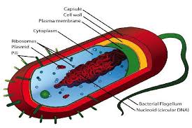 Prokaryotic Cell A Prokaryotic Cell Is By Definition A Cell That Lacks A Membrane Bound Nucleus In Addition Prokaryotic Cell Cell Diagram Eukaryotic Cell