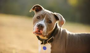 Ear mites are contagious so you will also need to treat any other dogs and cats in your household. Demodectic Mange In Dogs Causes Treatment Australian Dog Lover