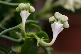 Image result for Ceropegia schultzei