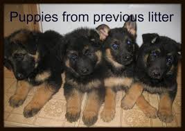 Maybe you would like to learn more about one of these? German Shepherd Puppies For Sale For Sale In Fenwick Ontario Nice Pets In Canada