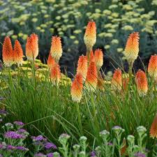 Image result for Kniphofia grantii
