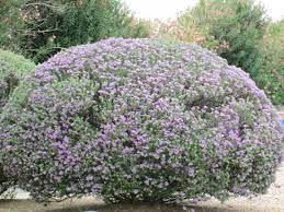 Abelia is a flowering shrub that produces flower sun shades like pink, peach, and of course, purple. Our Desert Is Cascading With Purple Flowering Bushes Tjs Garden