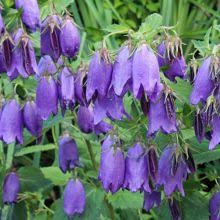 Bellflower For Sale Buy Campanula Sarastro Plants Campanula Plant Colorful Plants