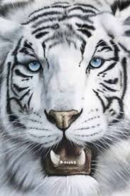 White Bengal Tiger Animaux Beaux Tigre Blanc Tigre Blanc Royal