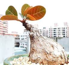 Image result for Phyllanthus mendesii