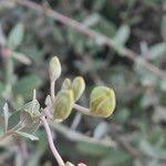 Image result for Cadaba farinosa